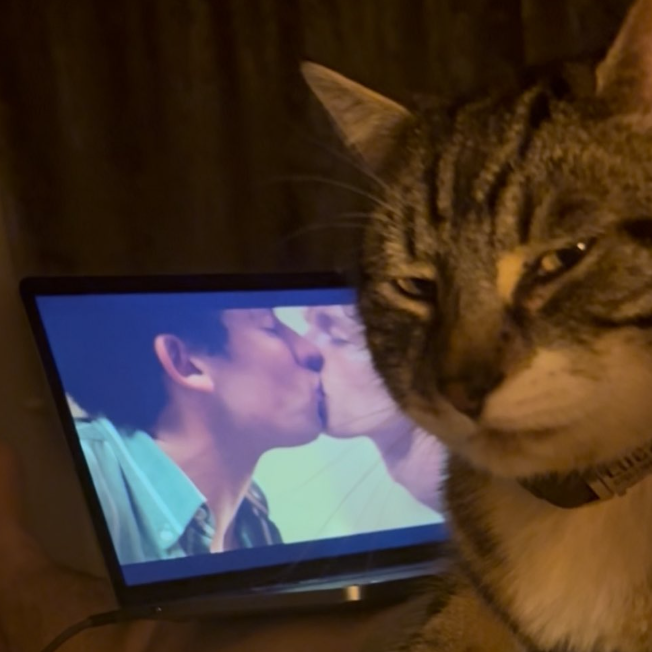 The Homophobic Cat