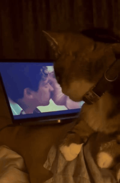 Luca The Homophobic Cat
