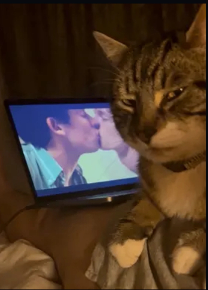 The Homophobic Cat